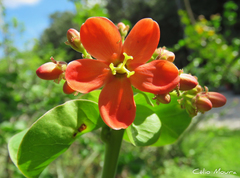 Jatropha mutabilis