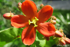 Jatropha mutabilis