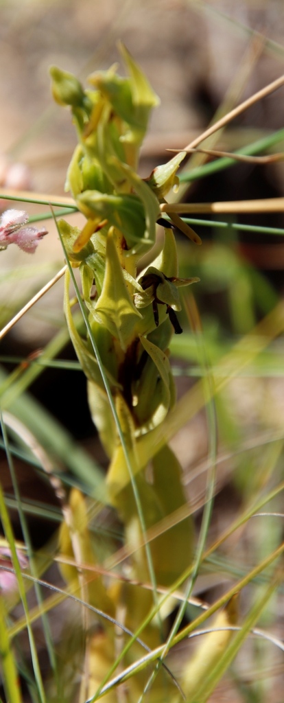 Habenaria anguiceps