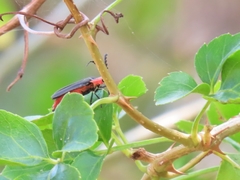 Pyrocoelia sanguiniventer