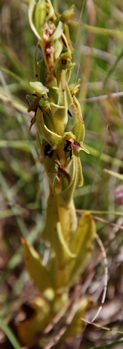 Image of Habenaria anguiceps by (c) Tony Rebelo, some rights reserved (CC BY-SA)