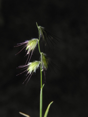Melanocenchris jacquemontii