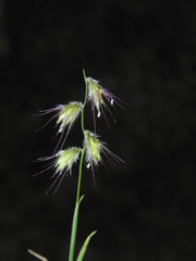Melanocenchris jacquemontii
