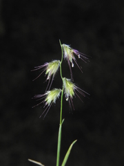 Melanocenchris jacquemontii
