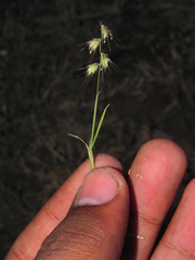 Melanocenchris jacquemontii