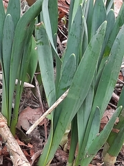 Narcissus