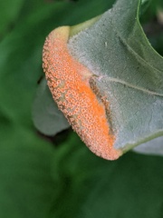 Puccinia andropogonis