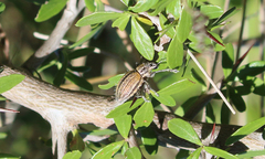 Naupactus verecundus