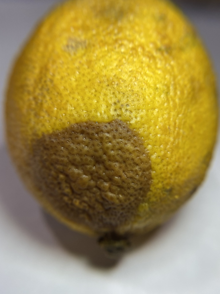 Phytophthora hibernalis