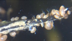 Ostracoda