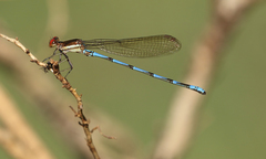 Argia joergenseni
