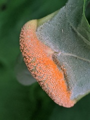 Puccinia andropogonis