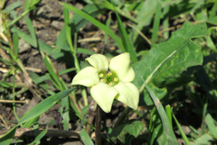 Jaborosa runcinata