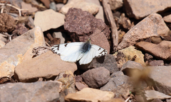 Phulia nymphula