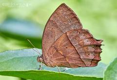 Taygetis nympha