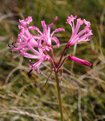 Nerine
