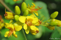 Libidibia ferrea ferrea