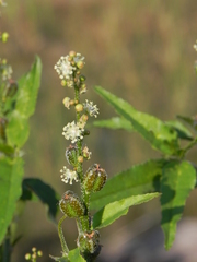 Croton bonplandianus