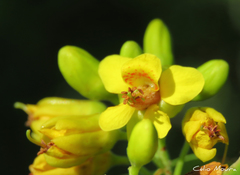 Libidibia ferrea ferrea