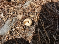 Cernuella aginnica