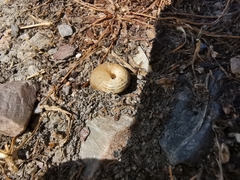 Cernuella aginnica