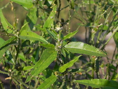 Croton bonplandianus