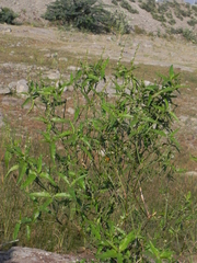 Croton bonplandianus