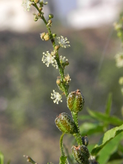 Croton bonplandianus