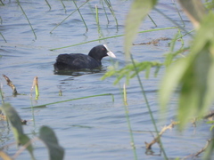 Fulica atra