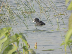 Fulica atra