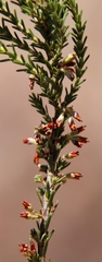 Erica caffrorum