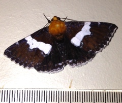 Buzara latizona