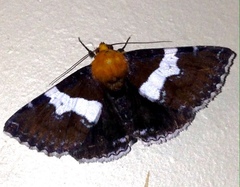 Buzara latizona
