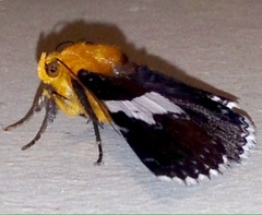Buzara latizona