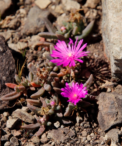 Image of Delosperma basuticum by (c) Tony Rebelo, some rights reserved (CC BY-SA)