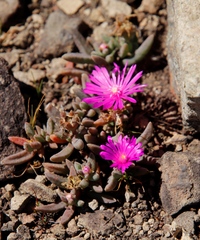 Delosperma basuticum