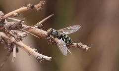 Austroscaeva melanostoma