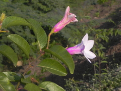 Cryptostegia grandiflora