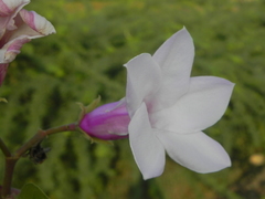 Cryptostegia grandiflora