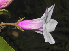 Cryptostegia grandiflora