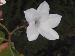 Cryptostegia grandiflora