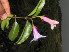 Cryptostegia grandiflora