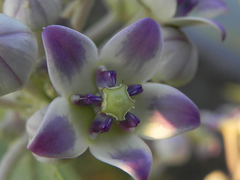 Calotropis procera