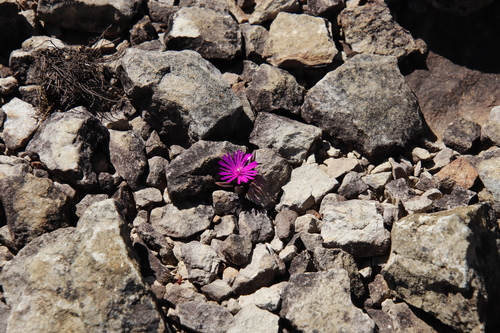 Image of Delosperma basuticum by (c) Tony Rebelo, some rights reserved (CC BY-SA)