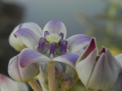 Calotropis procera