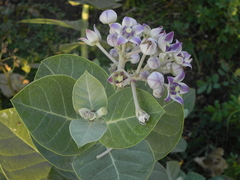 Calotropis procera