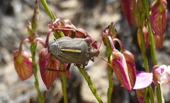 Steleocoris comma