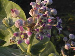 Calotropis procera