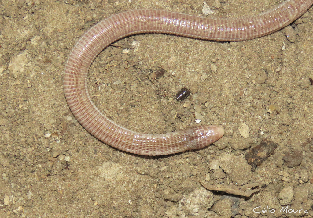 Wagler's Worm Lizard