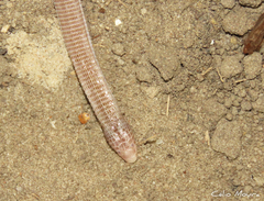Amphisbaena vermicularis